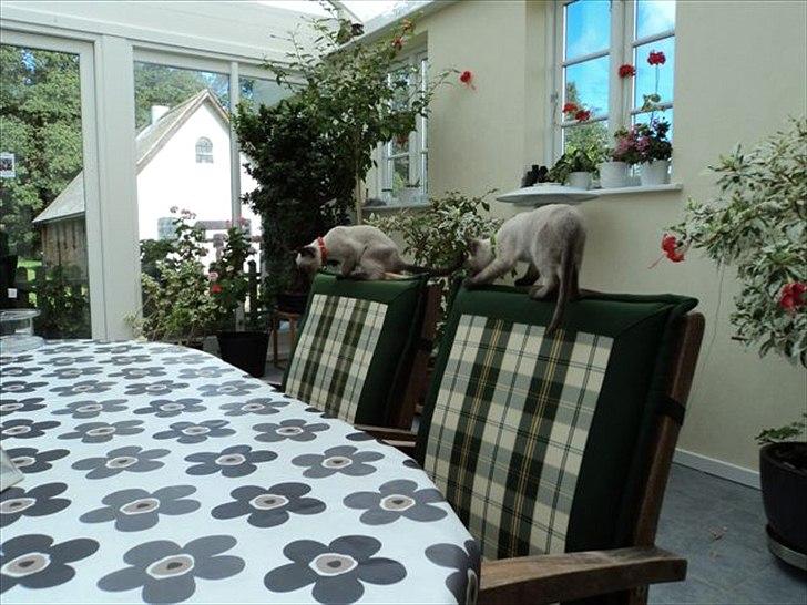 Siameser Madonna Dimarli - "Jorden er giftig" billede 4