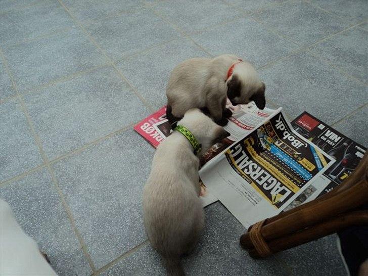 Siameser Madonna Dimarli - Er der mon et godt tilbud? billede 5