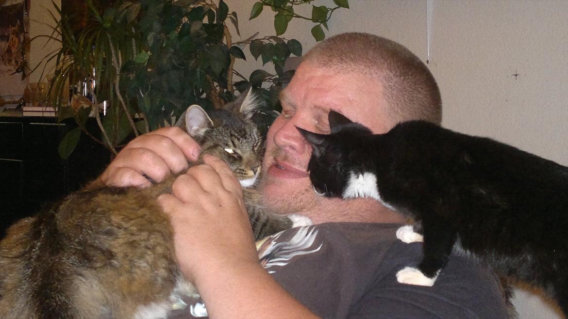 Norsk Skovkat Milly billede 2