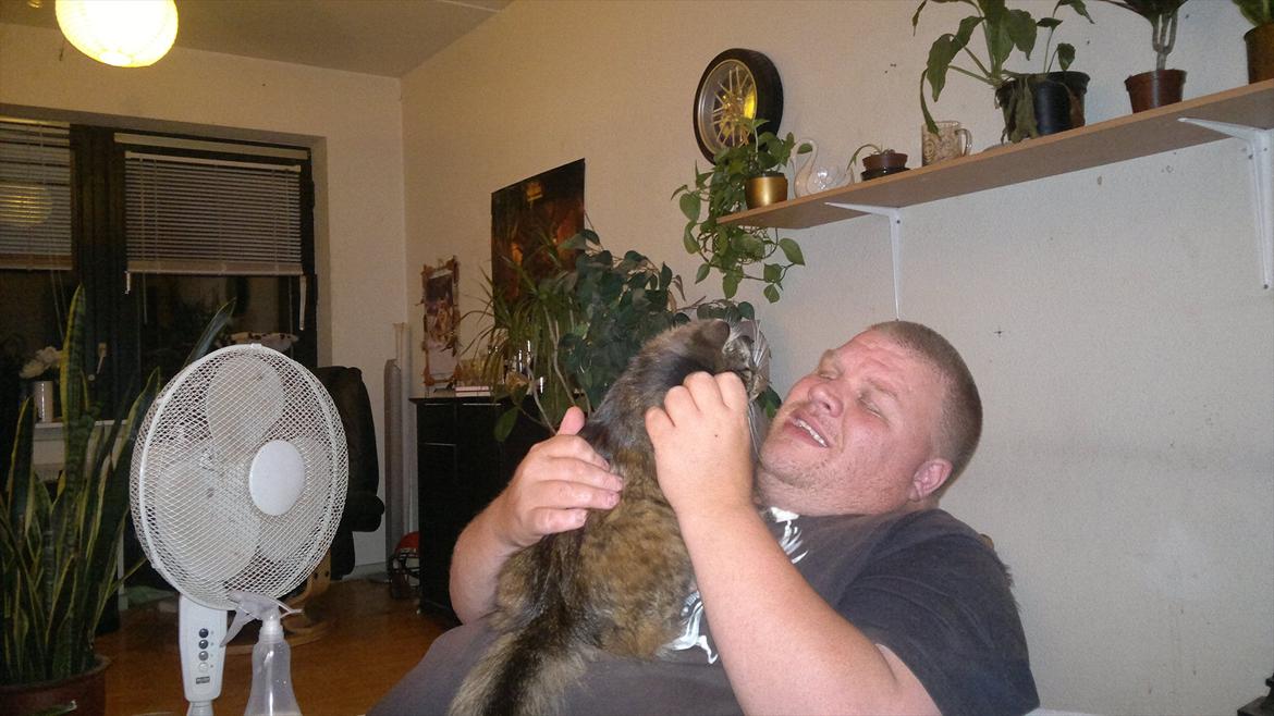 Norsk Skovkat Milly billede 3