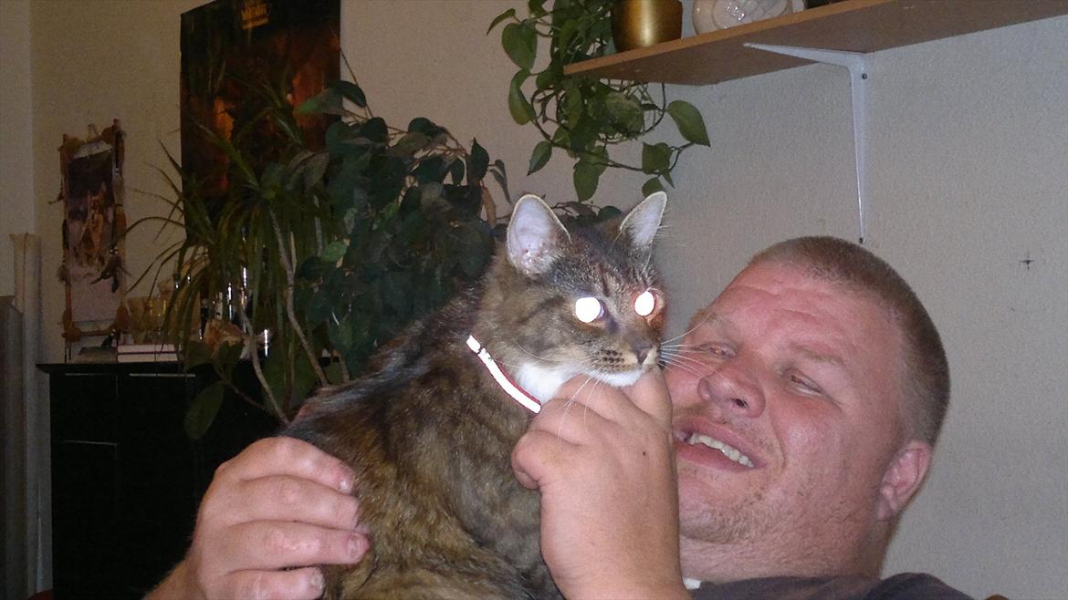 Norsk Skovkat Milly billede 4