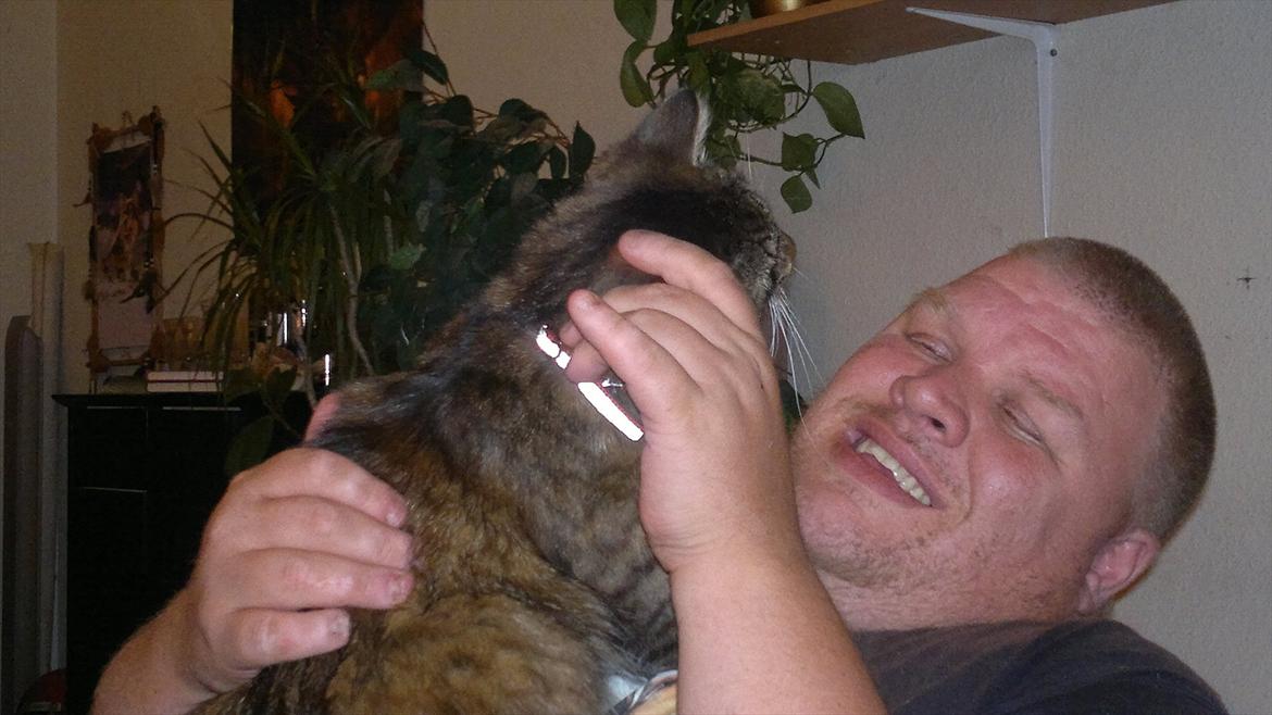 Norsk Skovkat Milly billede 5