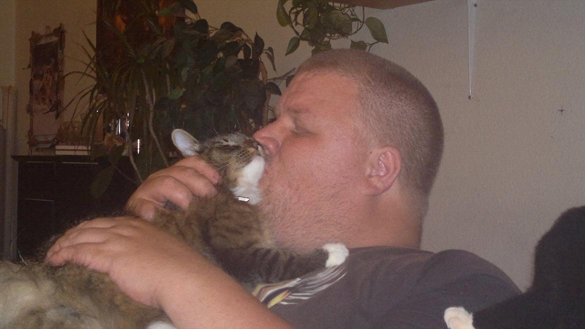 Norsk Skovkat Milly billede 6