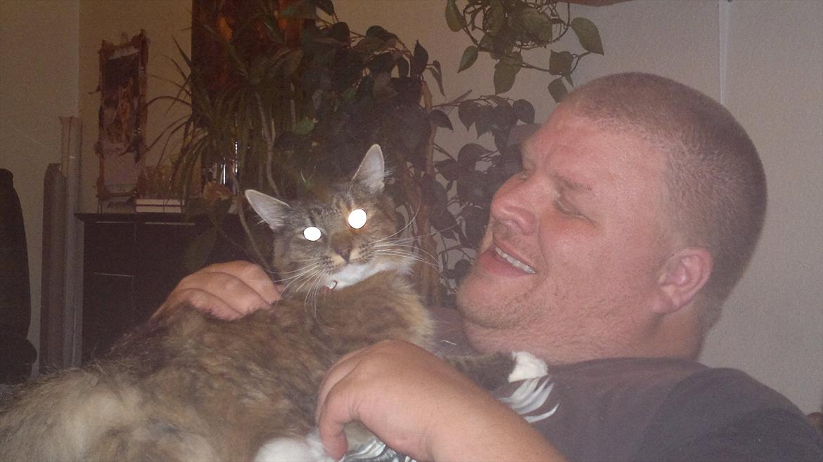 Norsk Skovkat Milly billede 7