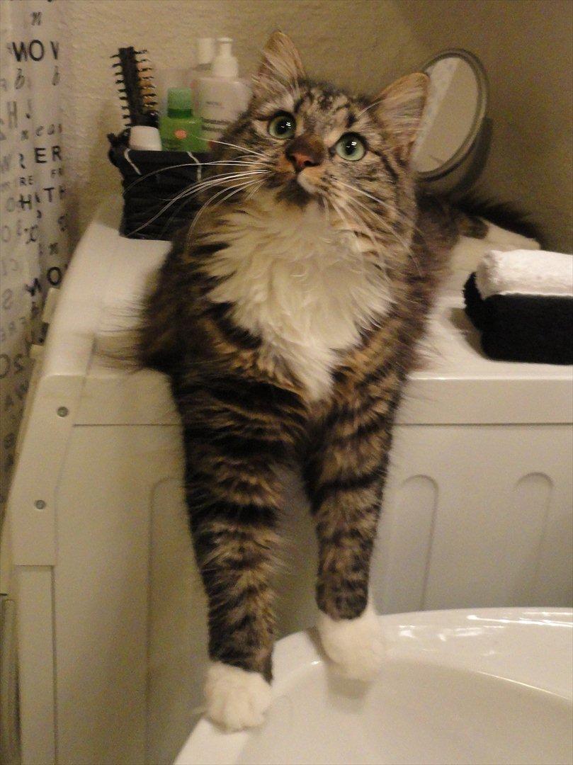 Norsk Skovkat Gizmo billede 8