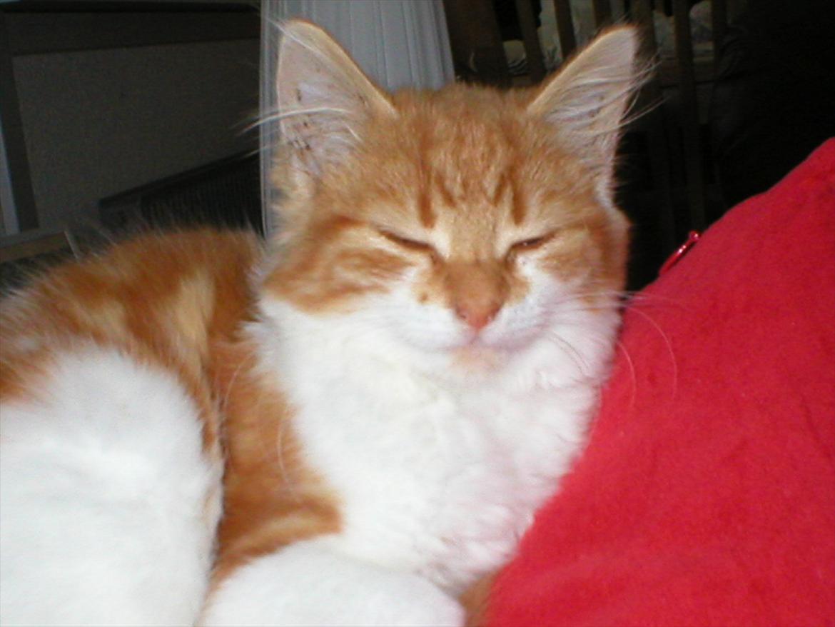 Huskat Cutie billede 8