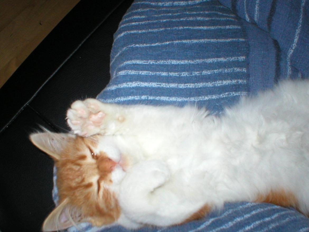 Huskat Cutie billede 9