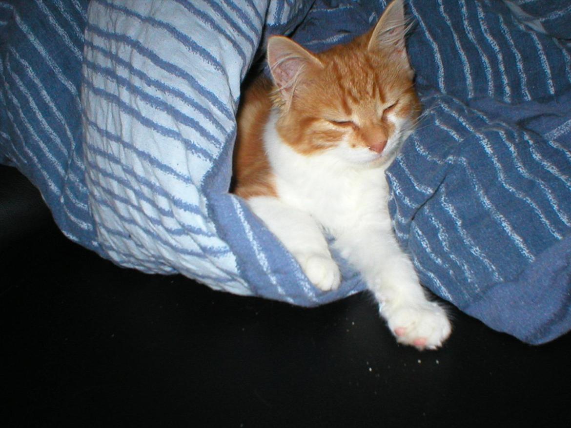 Huskat Cutie billede 10