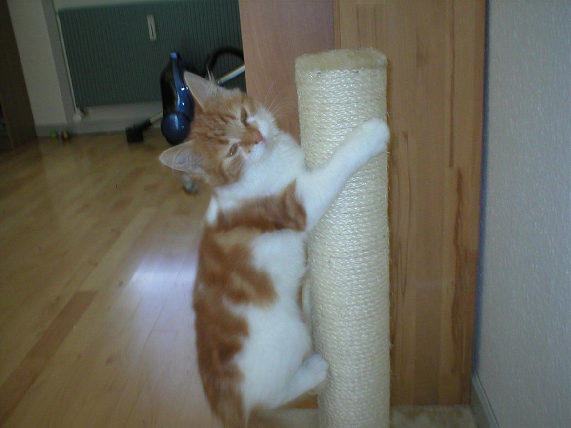 Huskat Cutie billede 11