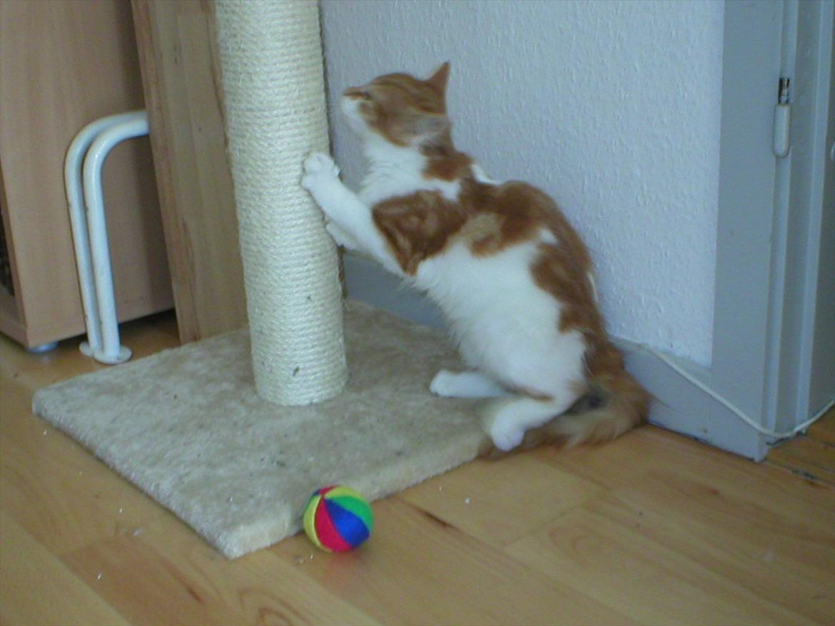 Huskat Cutie billede 12