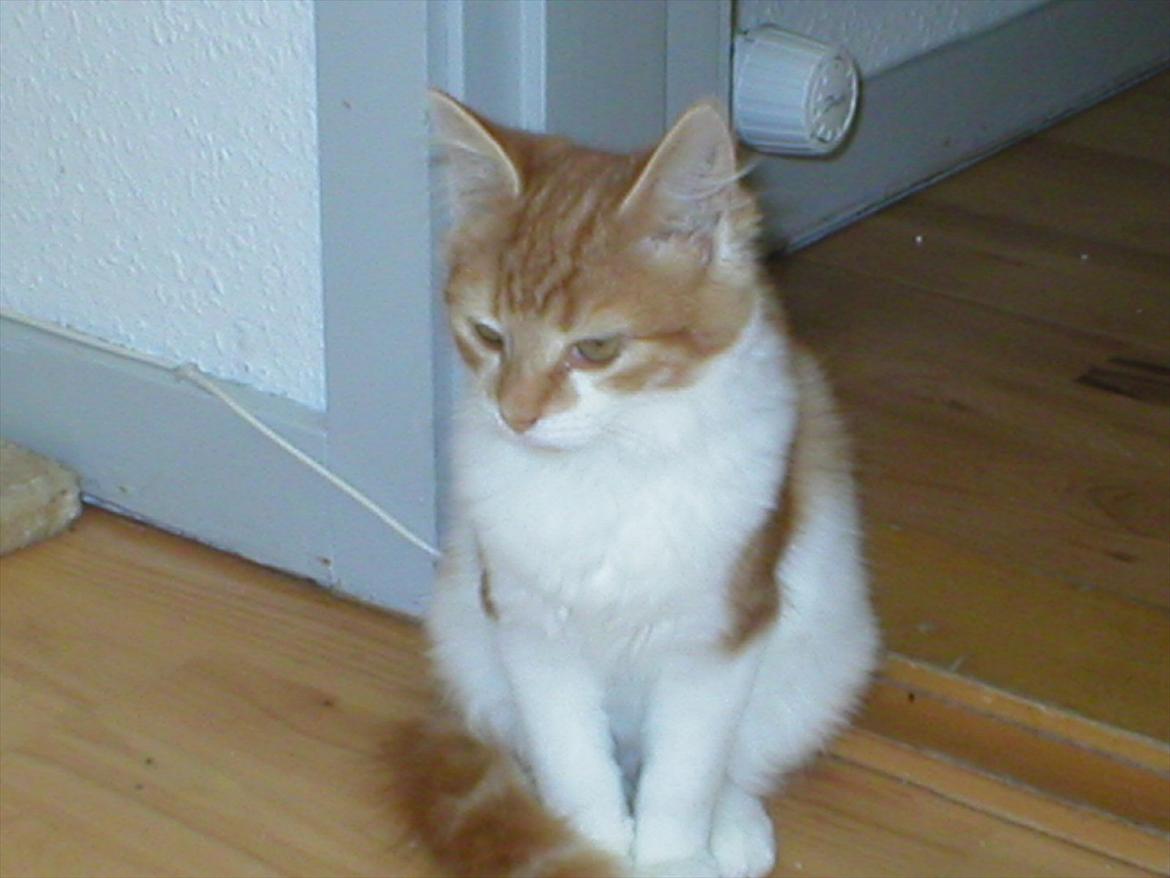 Huskat Cutie billede 13