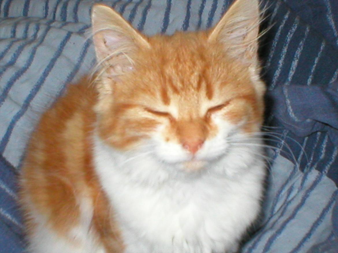 Huskat Cutie billede 14