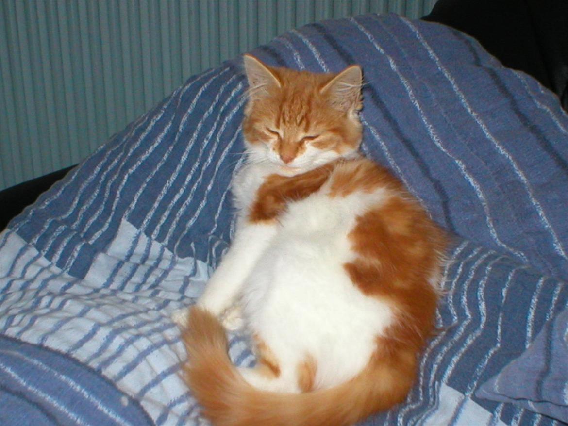 Huskat Cutie billede 15