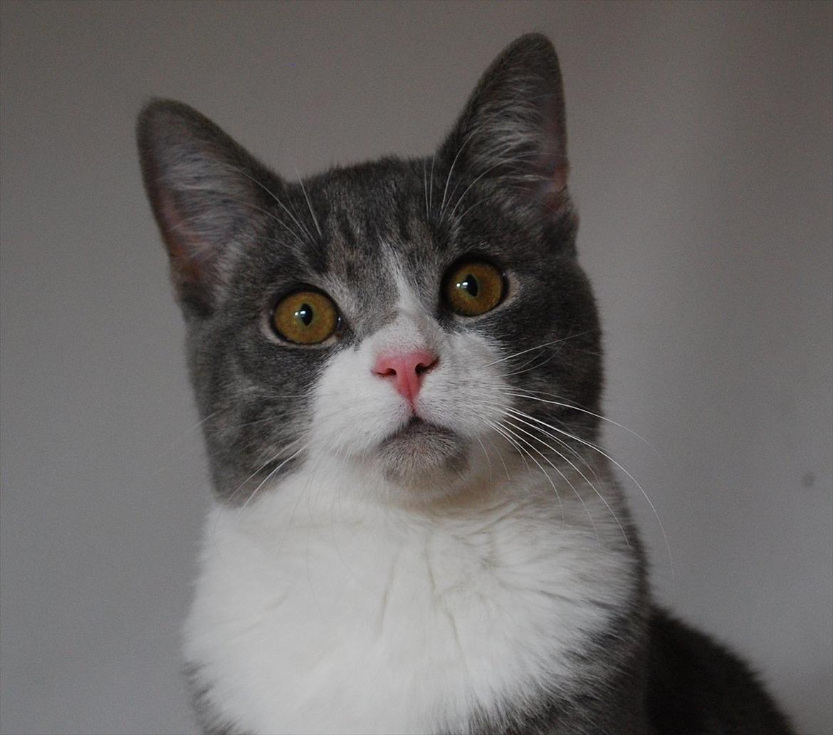 Huskat Signe - model for min søster i september 2011 billede 4