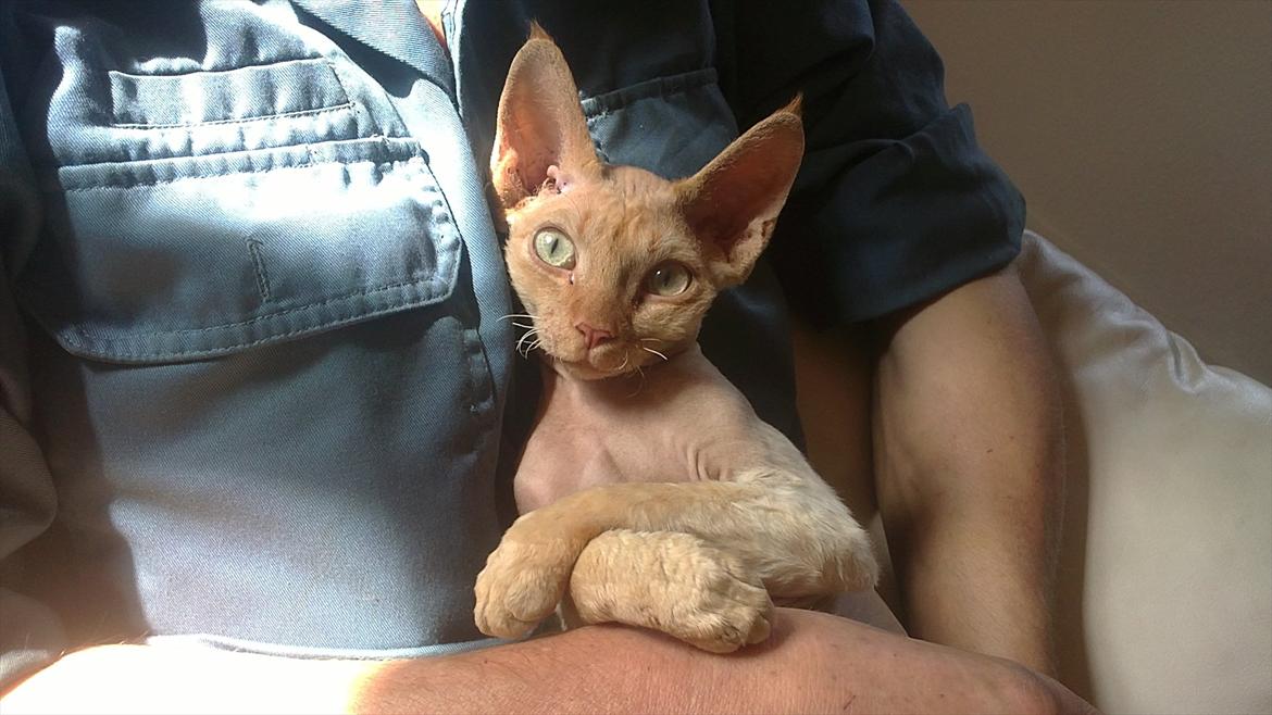 Devon Rex Simba - Mig og min far billede 8