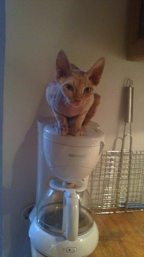 Devon Rex Simba - Varmer mig oven på kaffemaskinen, der lige har brygget en kande kaffe billede 9
