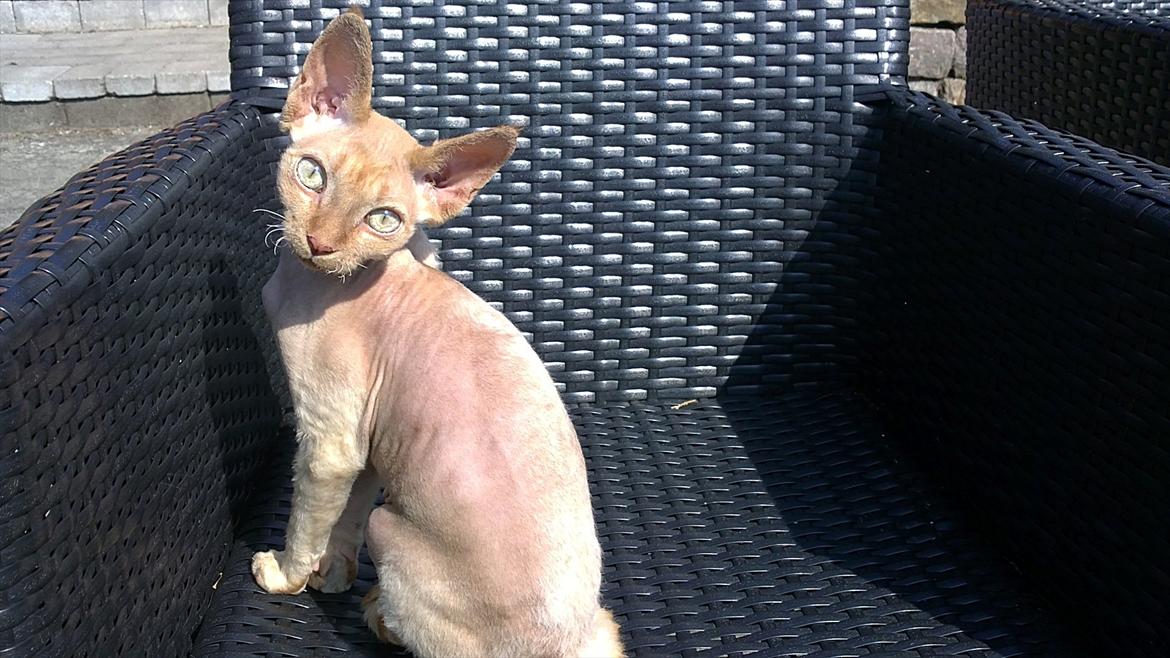 Devon Rex Simba - Sommer i haven 2011 billede 10
