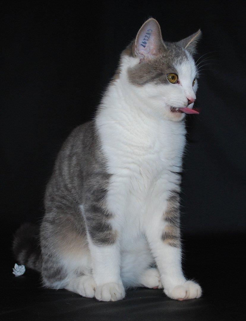 Huskat Chino (døde i november 2012) - model for min søster i september 2011 billede 7