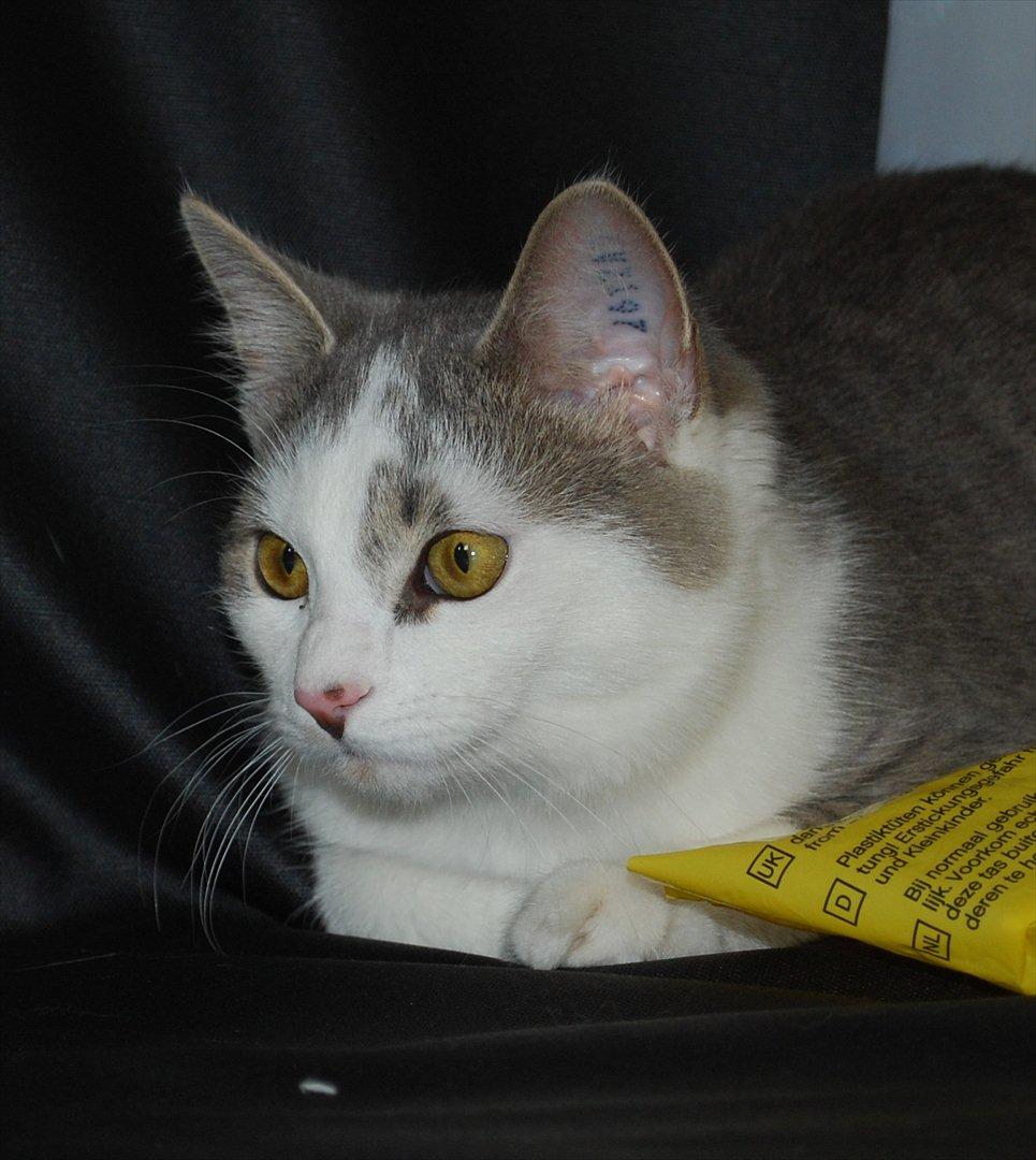 Huskat Chino (døde i november 2012) - model for min søster i september 2011 billede 18