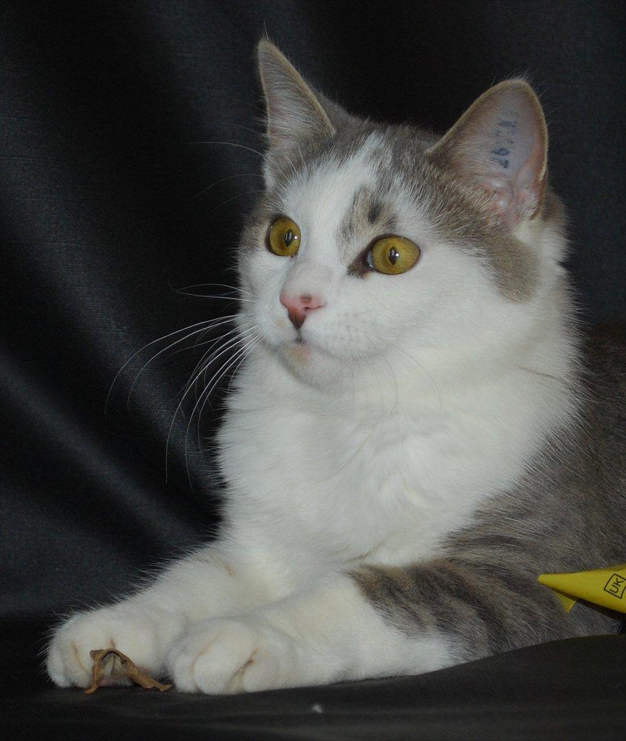 Huskat Chino (døde i november 2012) - model for min søster i september 2011 billede 3