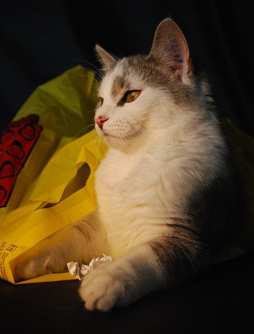 Huskat Chino (døde i november 2012) - model for min søster i september 2011 billede 5