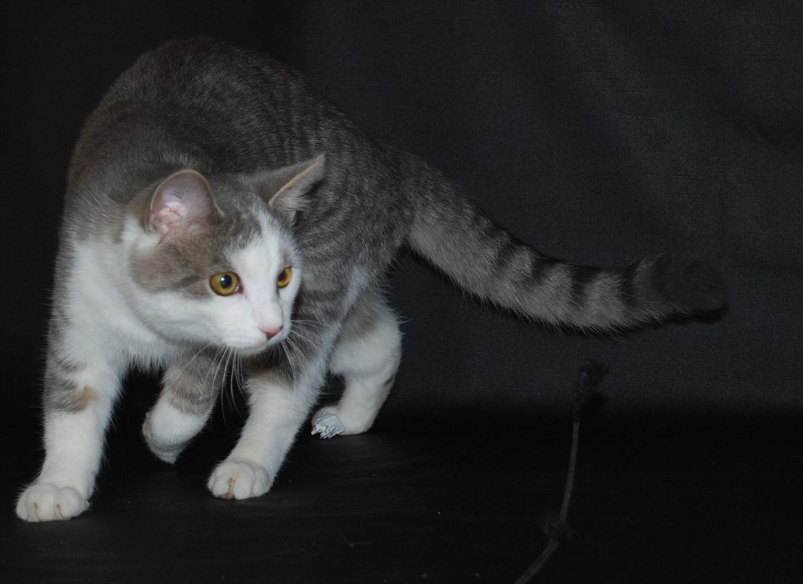 Huskat Chino (døde i november 2012) - model for min søster i september 2011 billede 16