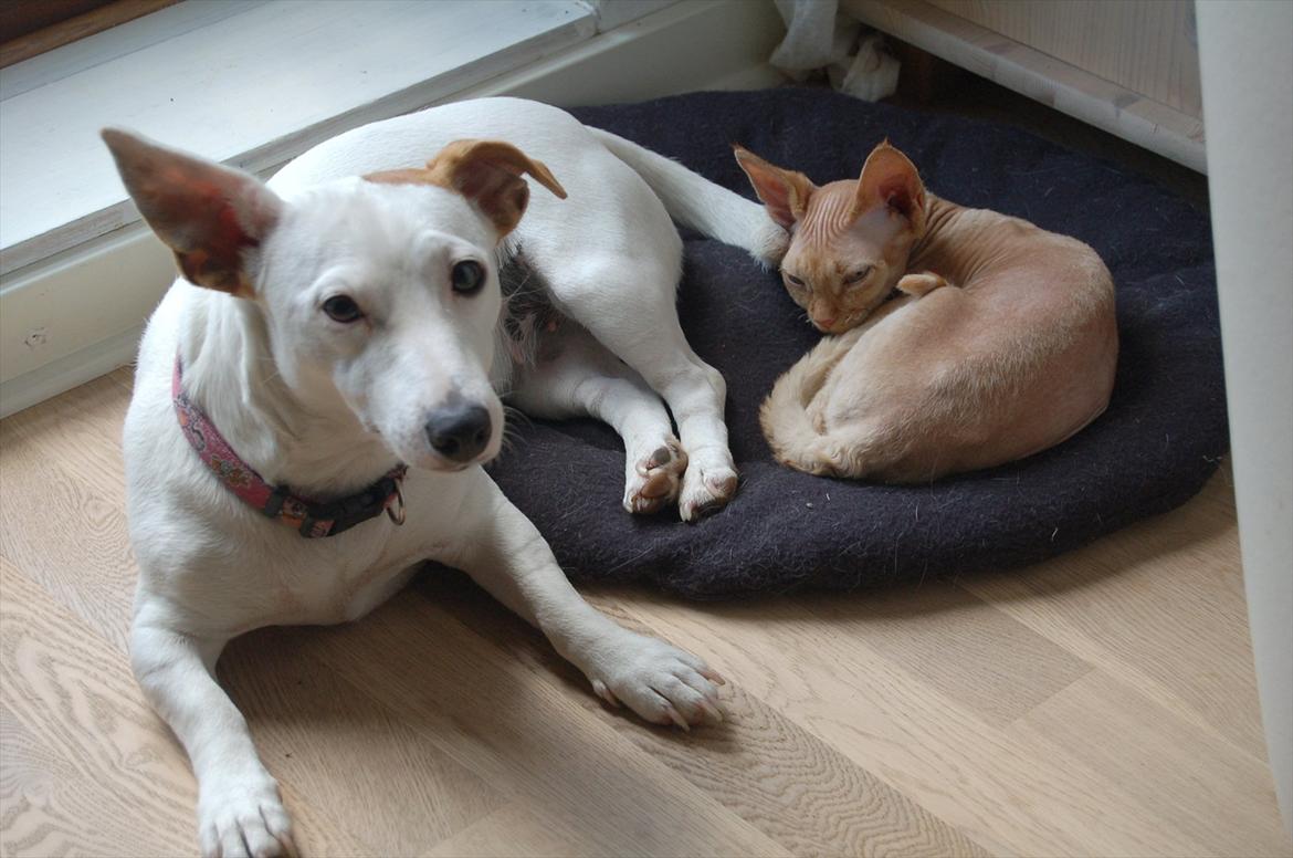 Devon Rex Simba - Mig og min gode ven  billede 11