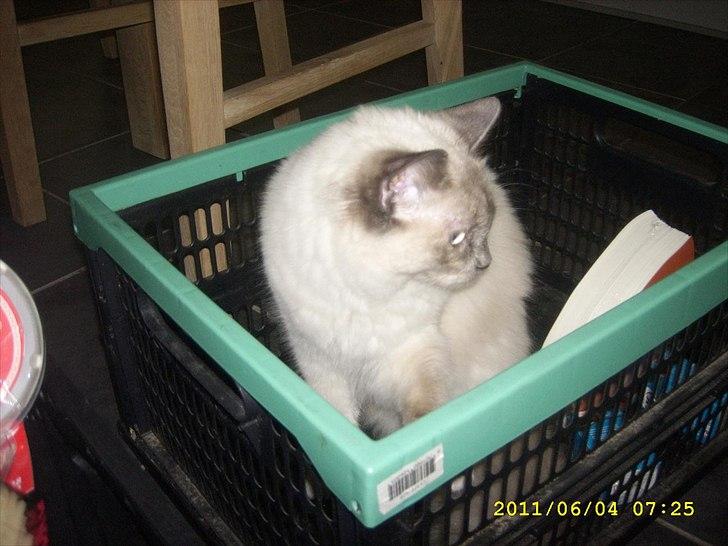 Ragdoll DK Flowerchild Campanula Nischa billede 3