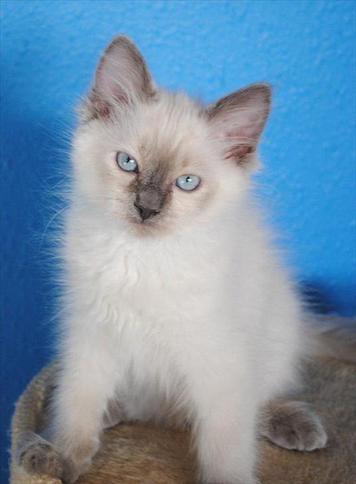 Ragdoll DK Flowerchild Campanula Nischa billede 5