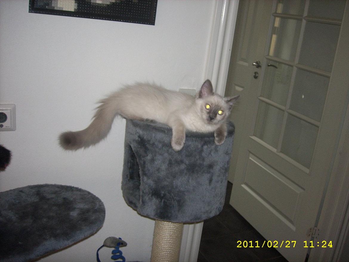 Ragdoll DK Flowerchild Campanula Nischa billede 4