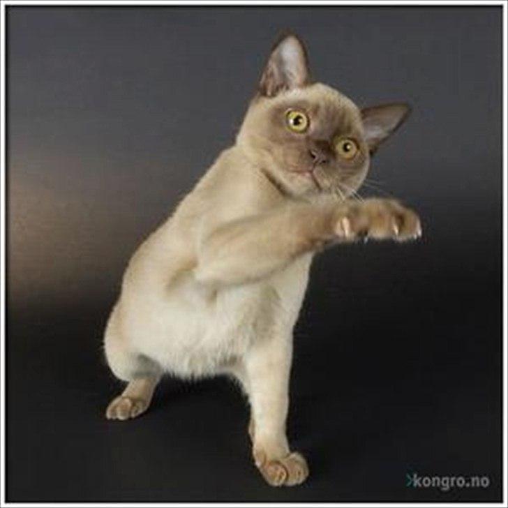 Burmeser Freddies Figaro billede 2