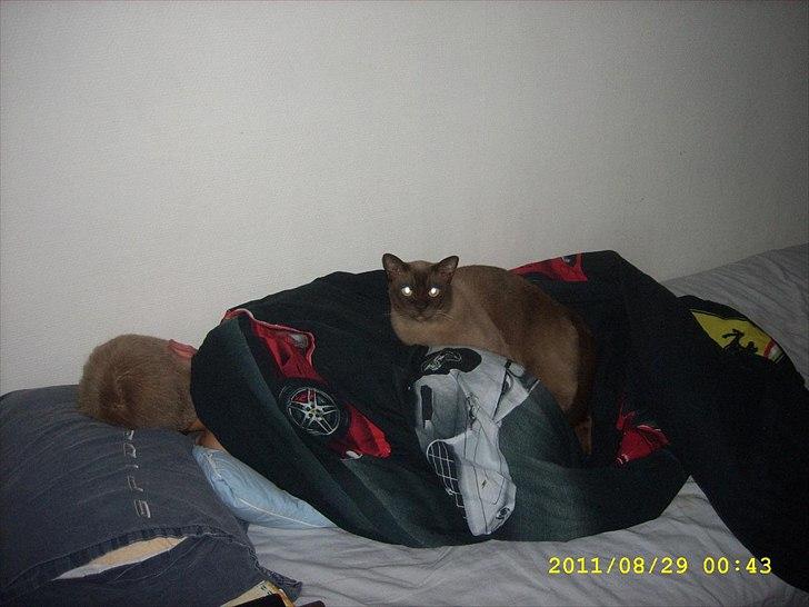 Burmeser Freddies Figaro billede 3