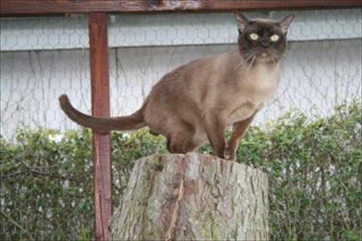 Burmeser Freddies Figaro - Her er jeg i min gamle løbegård. Nu er jeg indekat og nyder det til fulde især foran en varm brændeovn billede 4