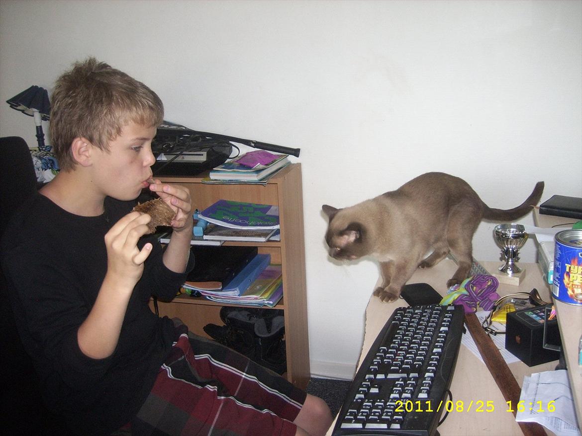 Burmeser Freddies Figaro - Hvad spiser du?? billede 5