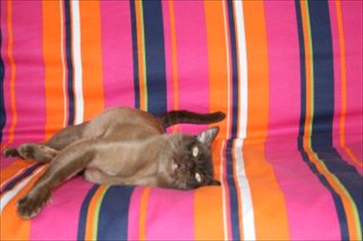 Burmeser Freddies Figaro billede 6