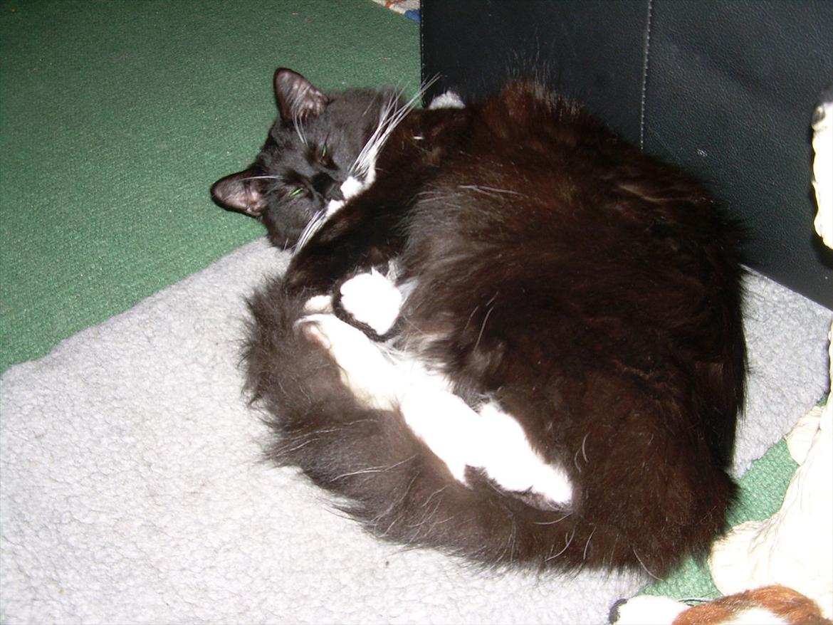 Blanding af racer Musti - Far lad mig nu ligge  billede 11