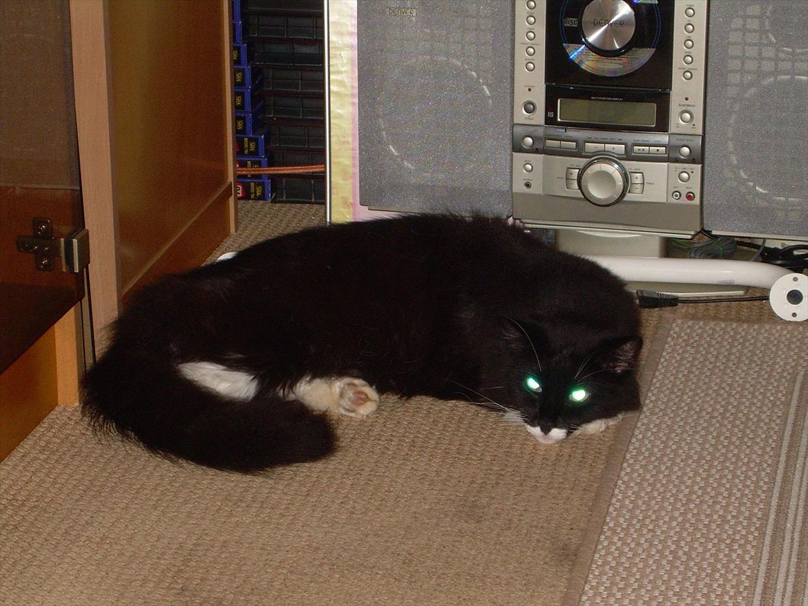 Blanding af racer Musti - suk billede 12