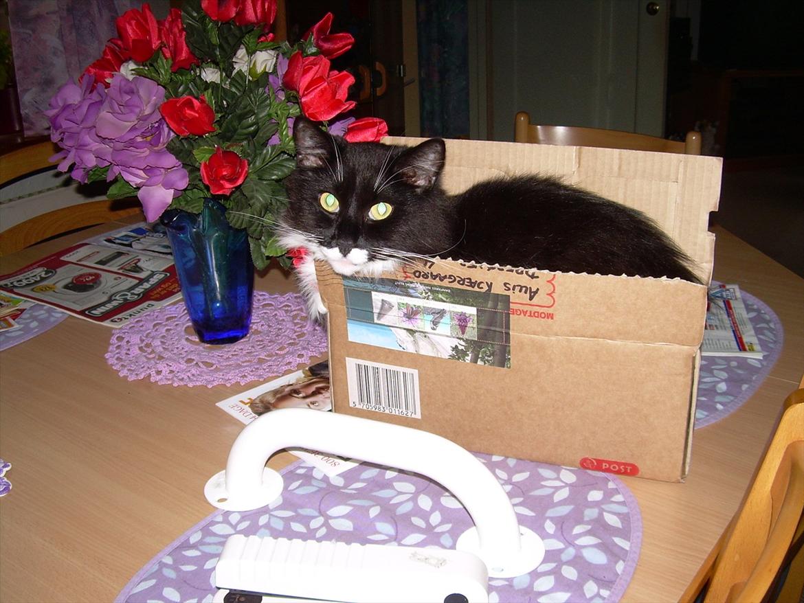 Blanding af racer Musti - HiHi selv om man vejer 7 kg så er en lille kasse skøn billede 13