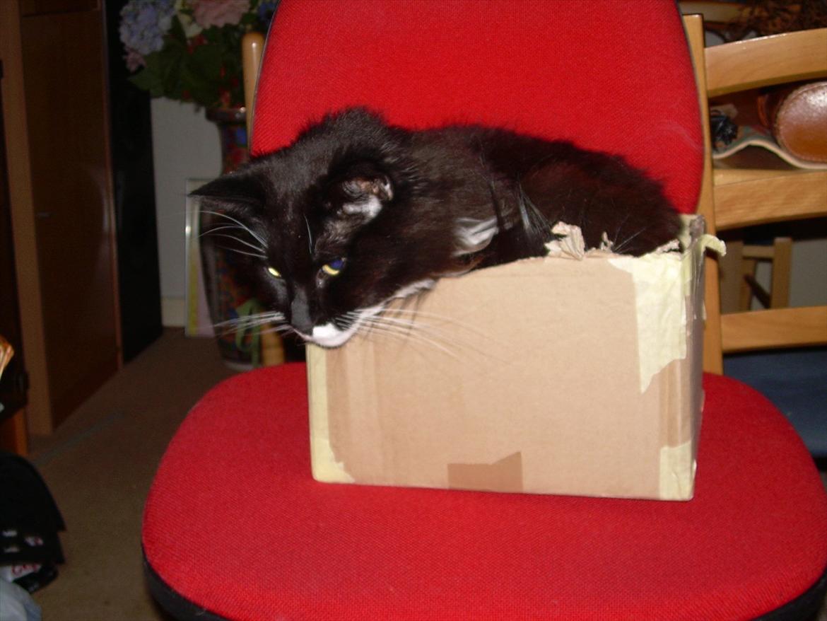 Blanding af racer Musti - mig i kassen igen hi hi billede 14