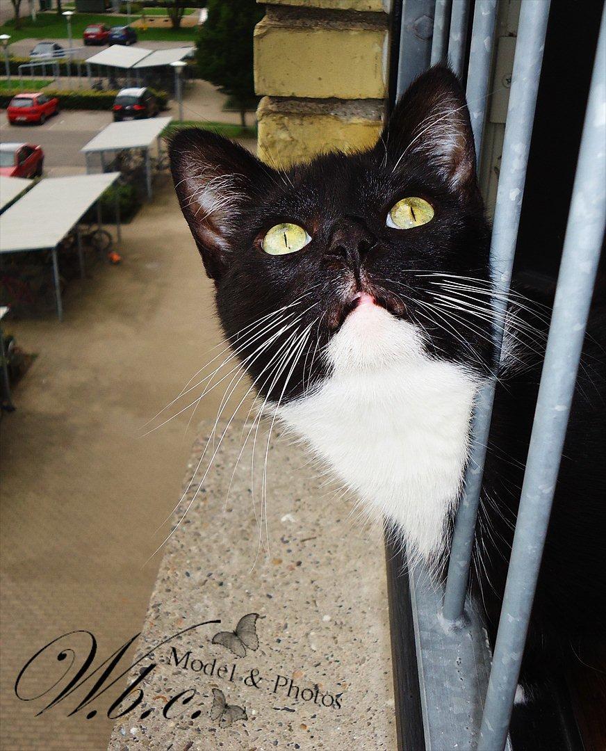 Huskat Mania <3  - Mit alt.  billede 16