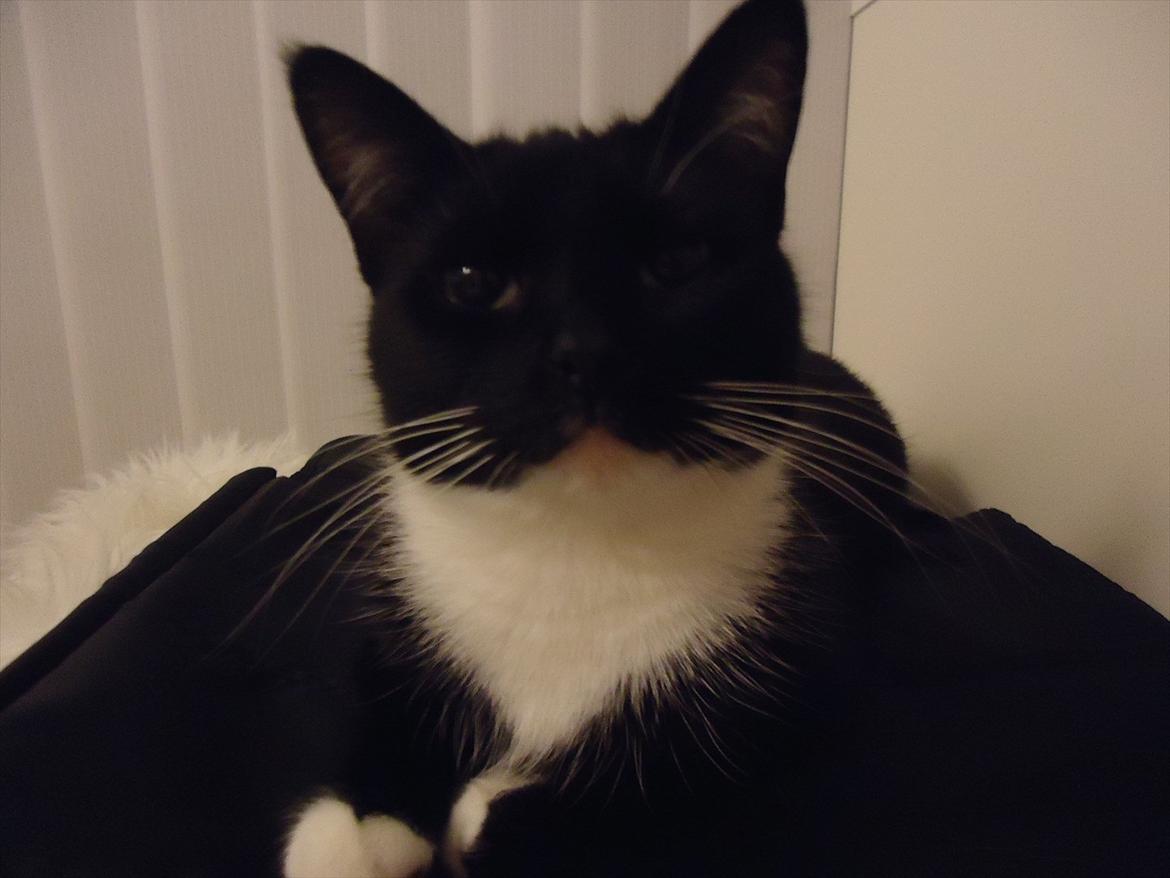 Huskat Mania <3  - ;ii billede 17