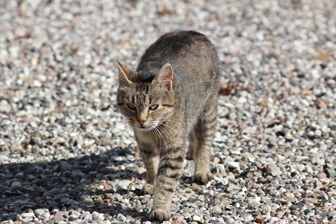 Blanding af racer Dychess - NYT! Sensommer/efterår 2011 Foto: Louise Gotfredsen (mig) billede 7