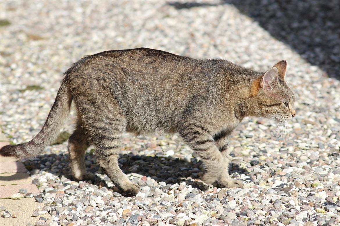 Blanding af racer Dychess - NYT! Sensommer/efterår 2011 Foto: Louise Gotfredsen (mig) billede 5