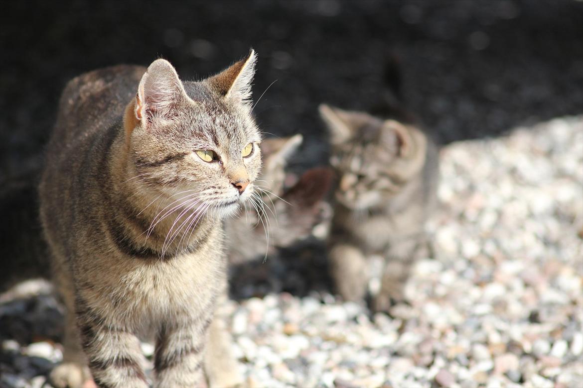 Blanding af racer Dychess - NYT! Sensommer/efterår 2011 Foto: Louise Gotfredsen (mig) billede 2