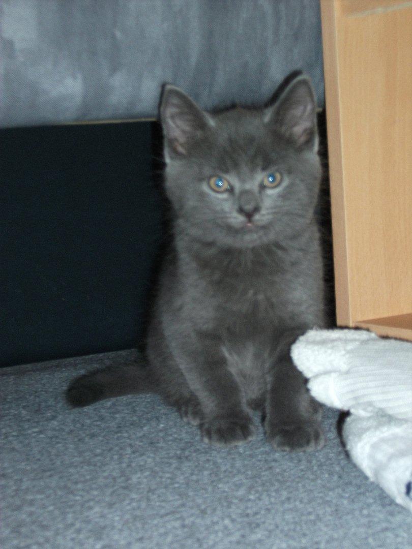 Blanding af racer Mikkel - D. 17.09.11: Mikkel (: billede 2