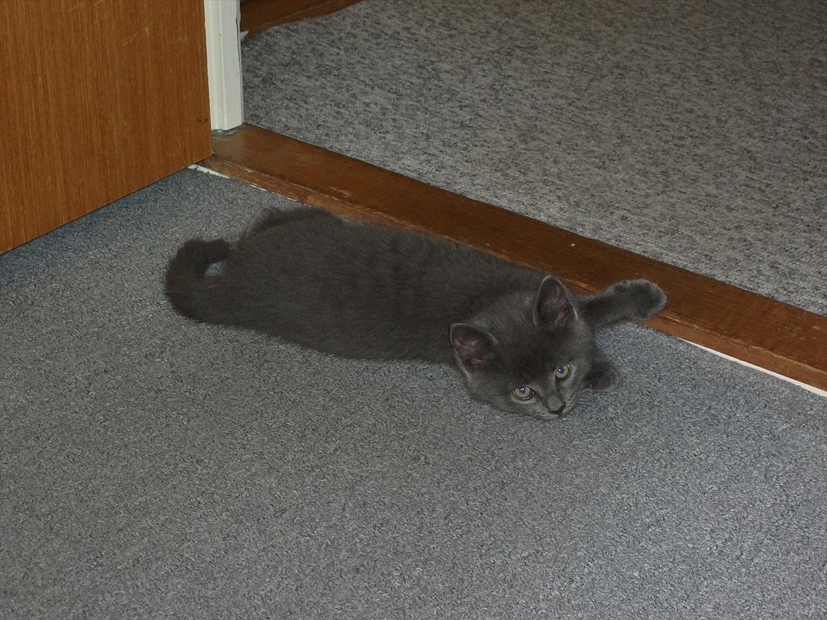 Blanding af racer Mikkel - D. 17.09.11: "Åh det var hådt at lege med musen!" billede 3