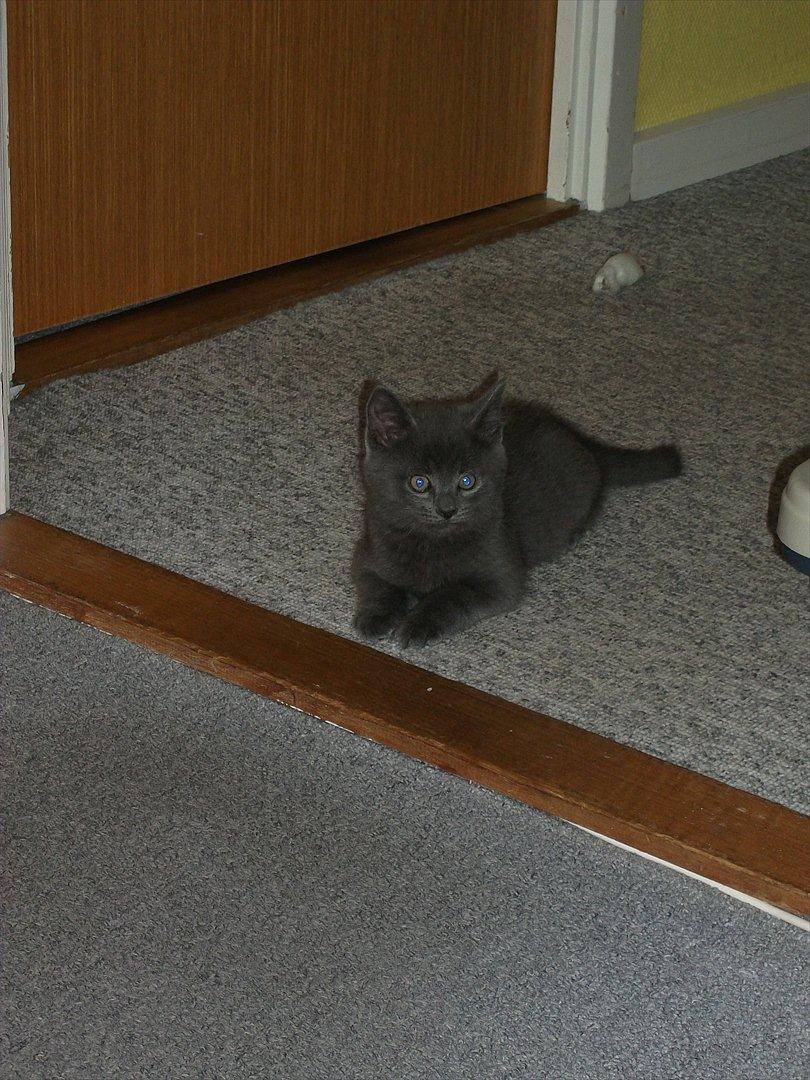 Blanding af racer Mikkel - D. 17.09.11 billede 4