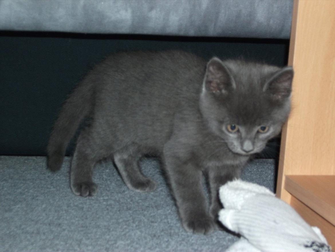 Blanding af racer Mikkel - D. 17.09.11 billede 5