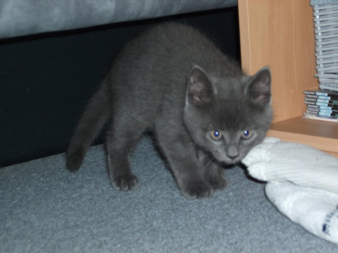 Blanding af racer Mikkel - D. 17.09.11: Snigeren. ;) billede 6