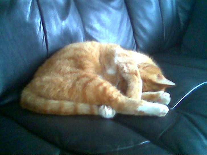 Huskat Tøsen billede 1